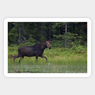 Moose on the loose, Algonquin Park, Canada Sticker